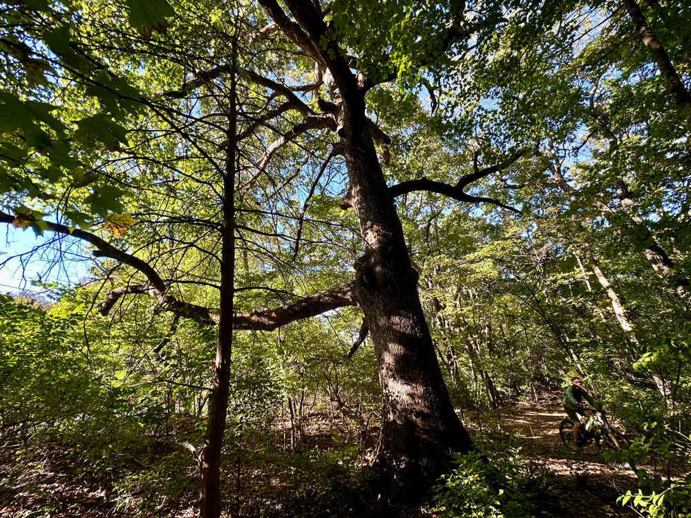 Wide view of Post Oak among dense forest along unpaved bike trail