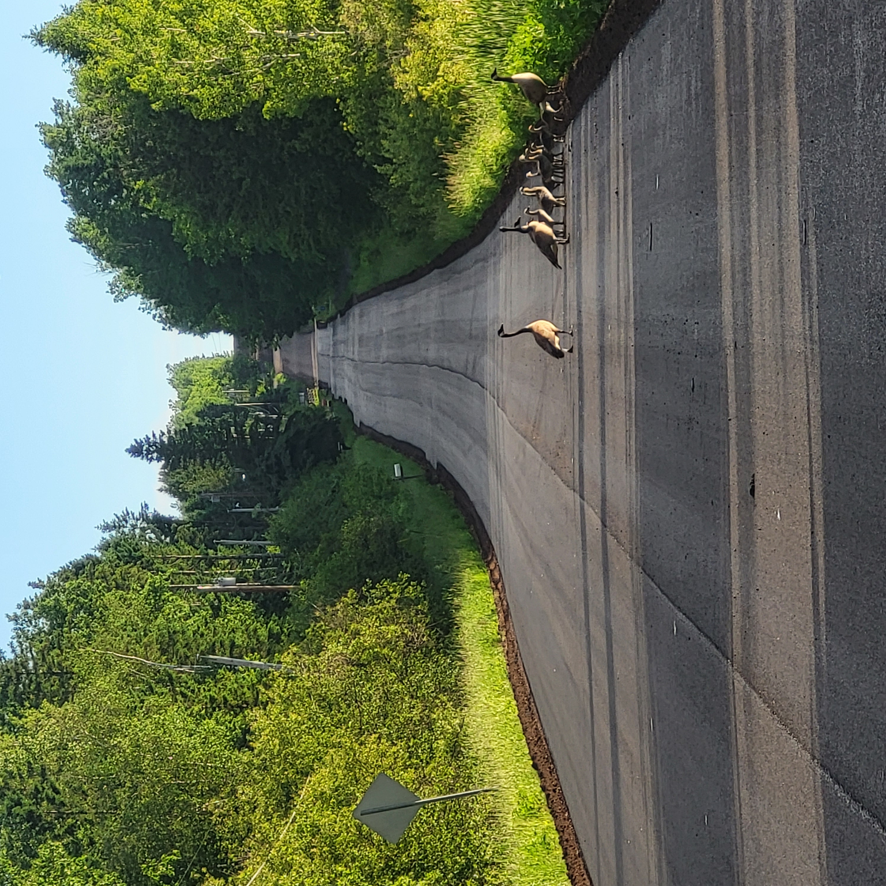 A group of adult Canada geese and goslings crosses a tree-lined paved road.