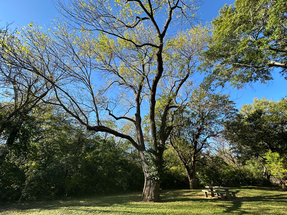 Wide view of ash on mowed park grass, with five large branches extending both up and out