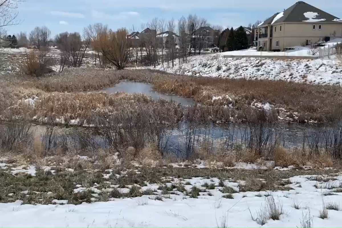 Red-winged Blackbirds in Cattails 