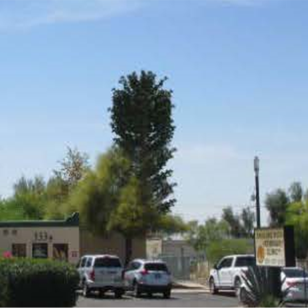 Cell tower that looks like a tree