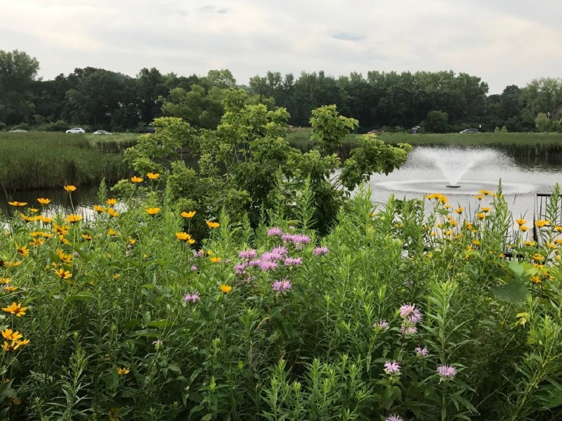 Summer wildflowers growing in a pond's shoreline buffer