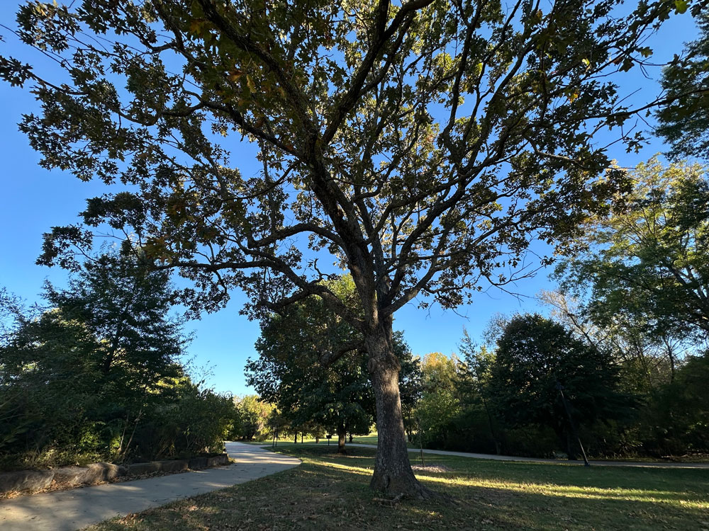 Wide view of tall post oak with green foliage on numerous medium branches, located adjacent to paved walking trail