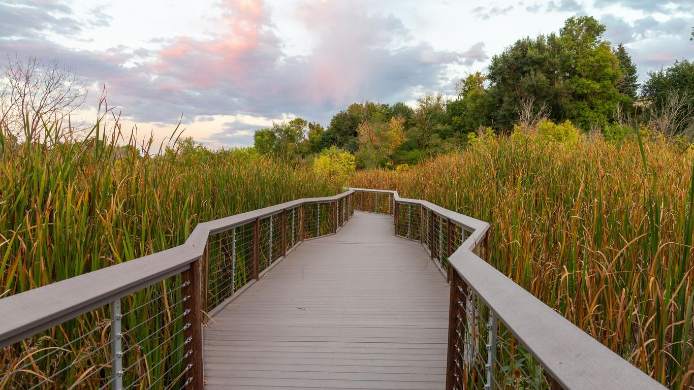 Raised walkway going through a field of reeds. 