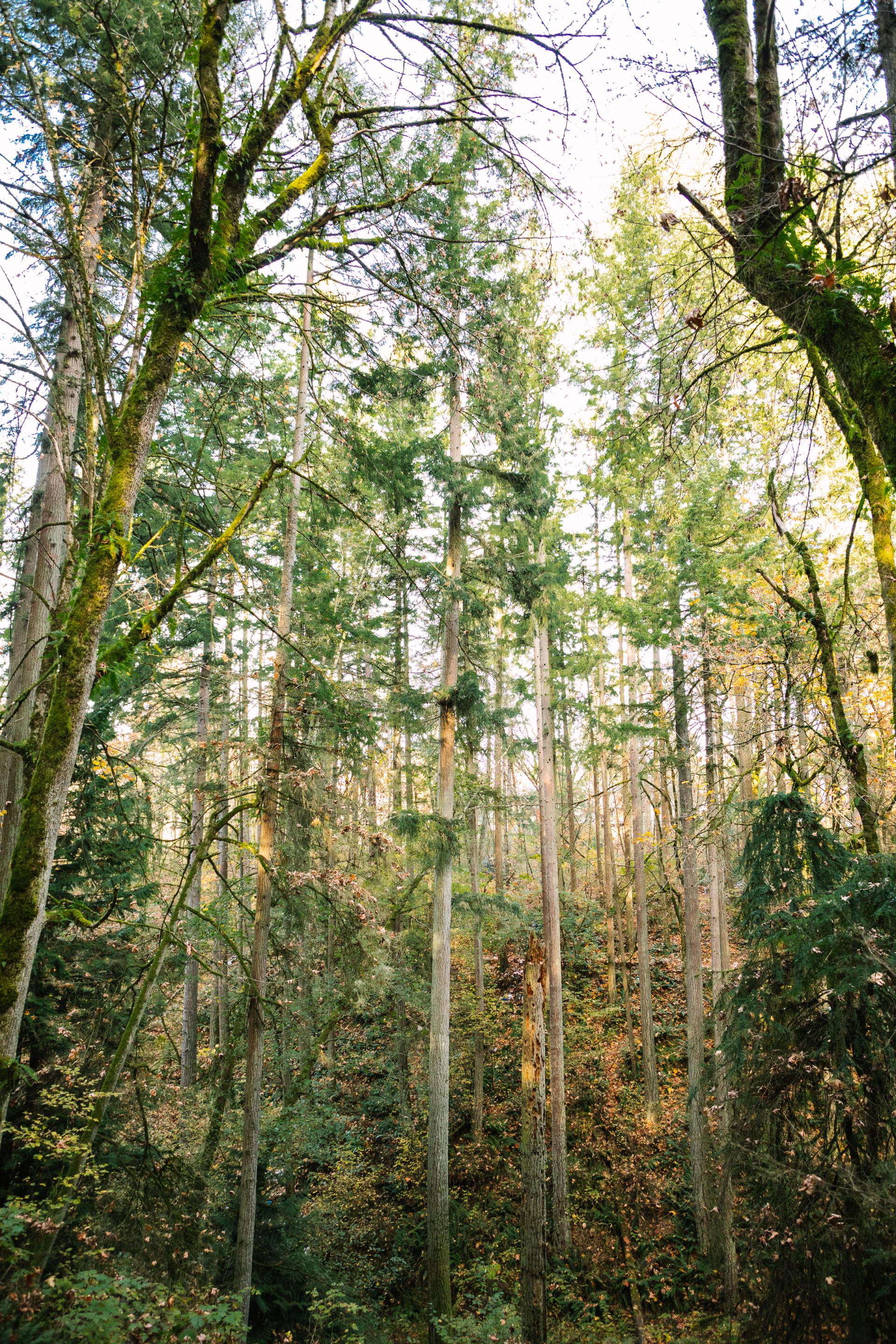 Mill Creek Canyon and Earthworks Park Framework Plan Engage Kent Parks