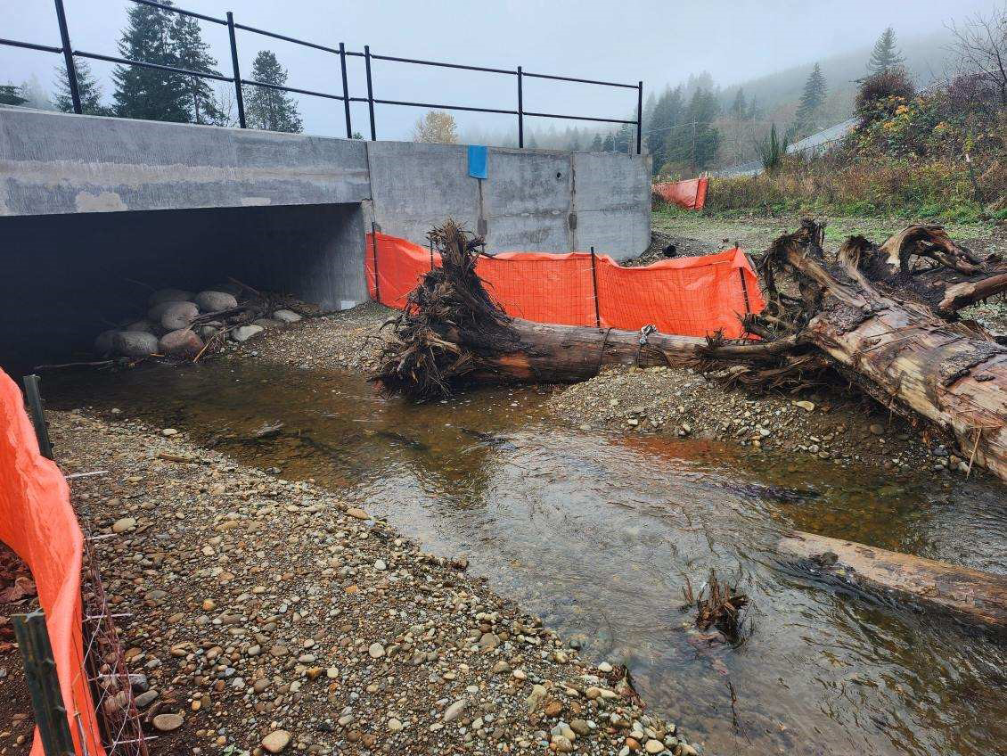 Photo of coho salmon swimming through the new culvert under SR 8 east of McCleary