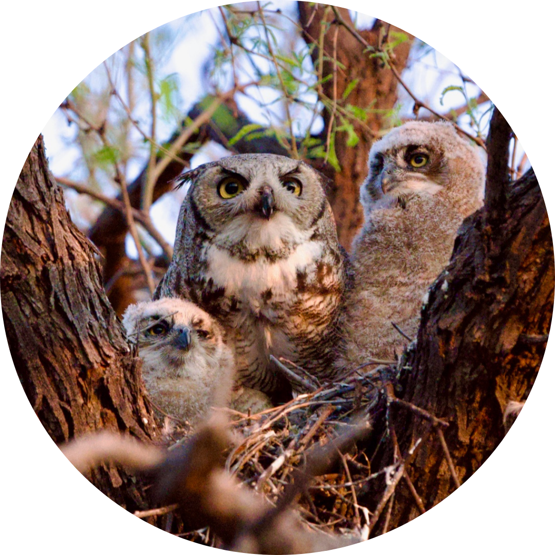 Three Owls in a nest