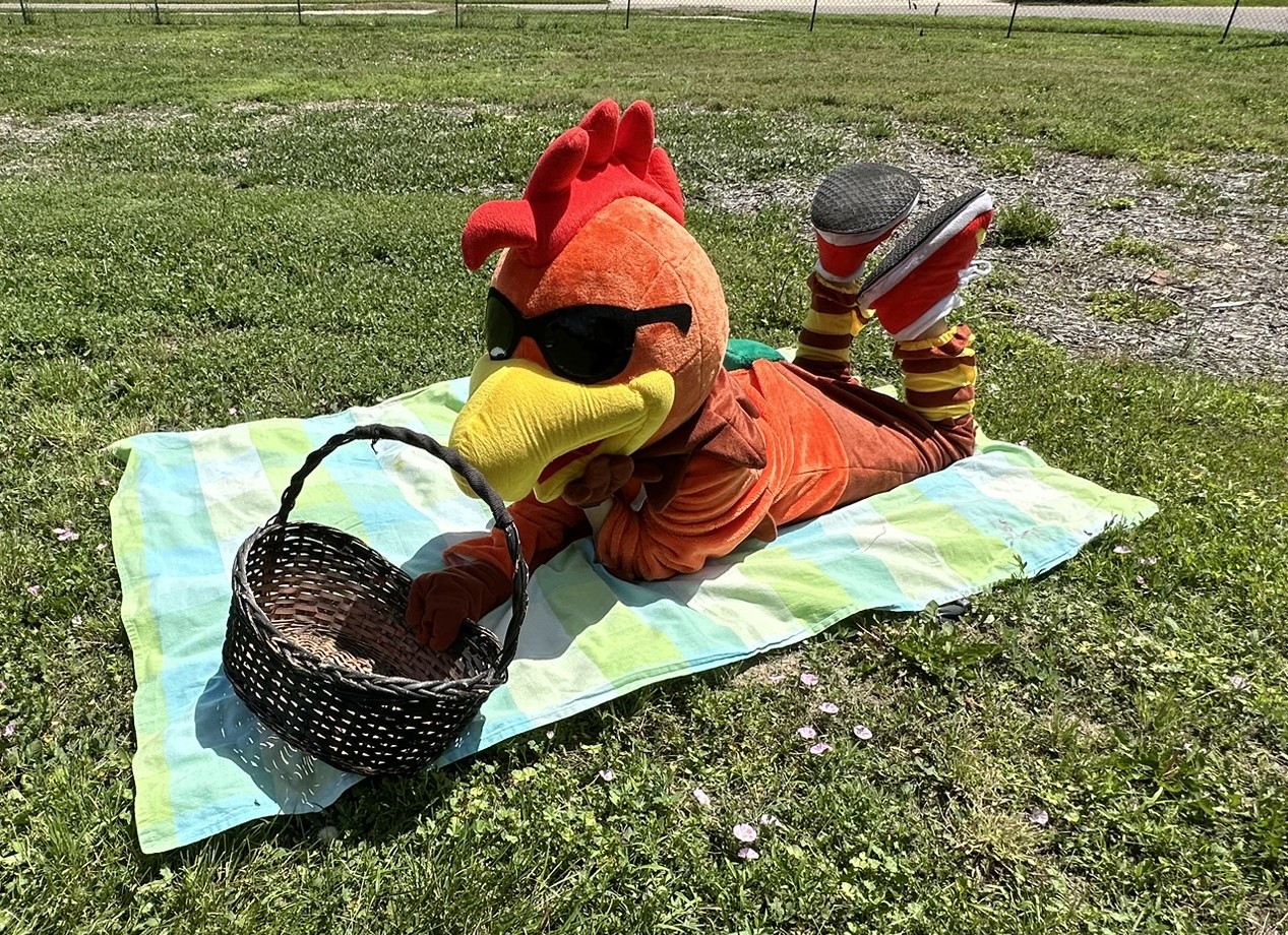 Booster the rooster relaxing on a beach towel in a Wheat Ridge park