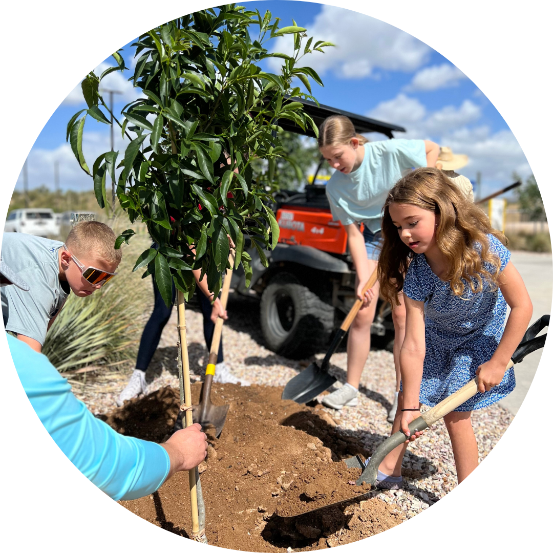volunteers planting tree