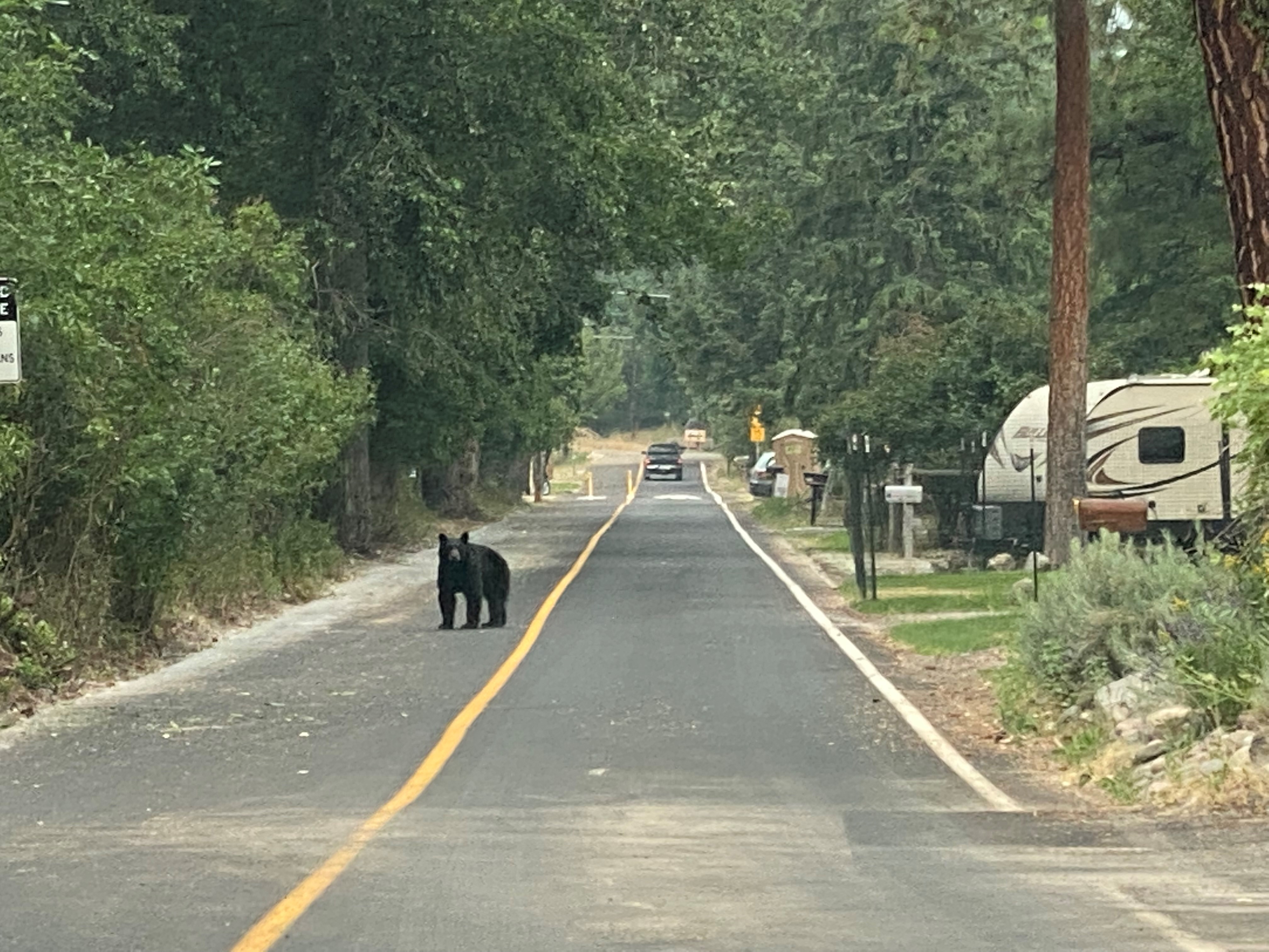 what-to-do-if-you-encounter-a-bear-bear-smart-missoula-missoula