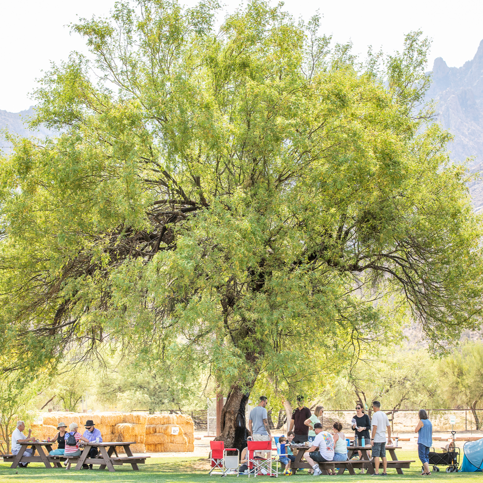 People sitting under a large tree.