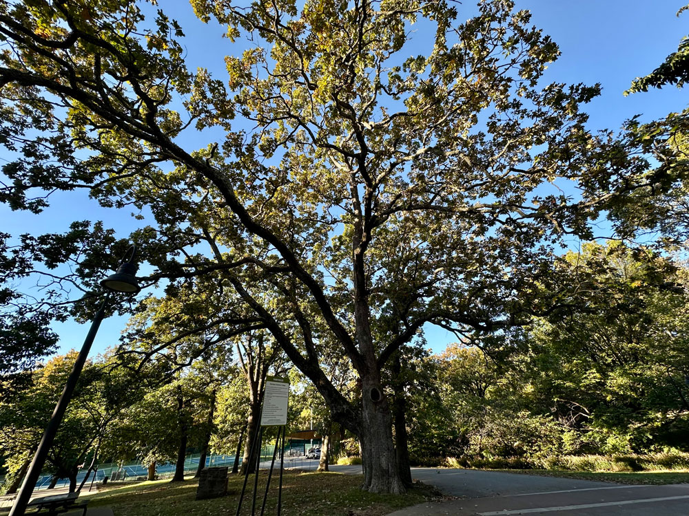 Wide view of large post oak with expansive green canopy, located very close to Wilson Park entry drive
