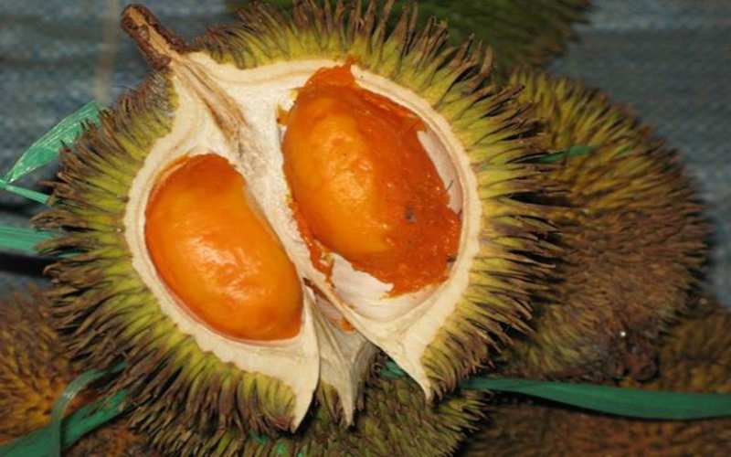Durian The King of Fruits » Exotic Voyages