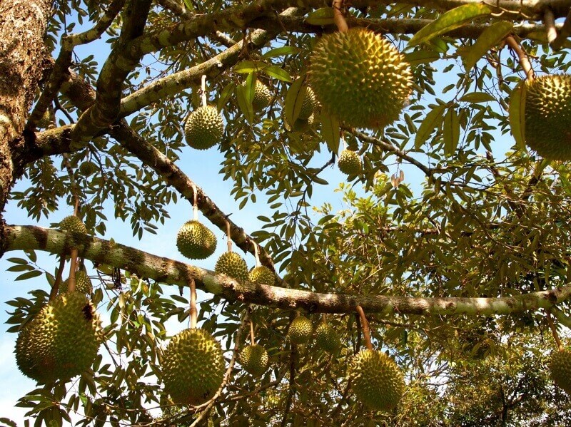 Durian The King of Fruits » Exotic Voyages