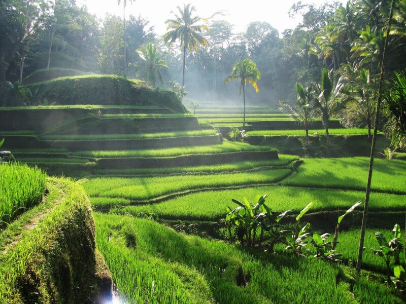 8 Most Breathtaking Rice Terraces In Asia Exotic Voyages