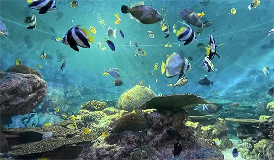 Shark Reef Aquarium