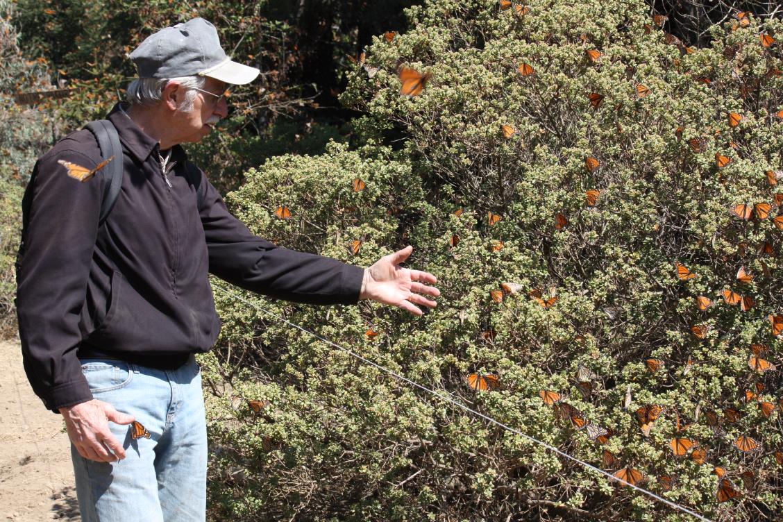 Monarch butterfly winter sanctuary high in the mountains of Mexico.