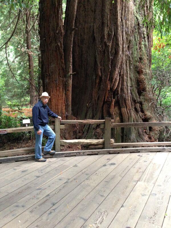 Muir Woods, August 2014