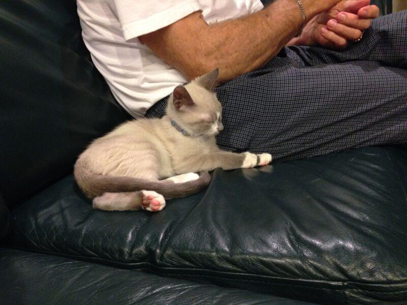 Fostering a kitten for Friends for Life