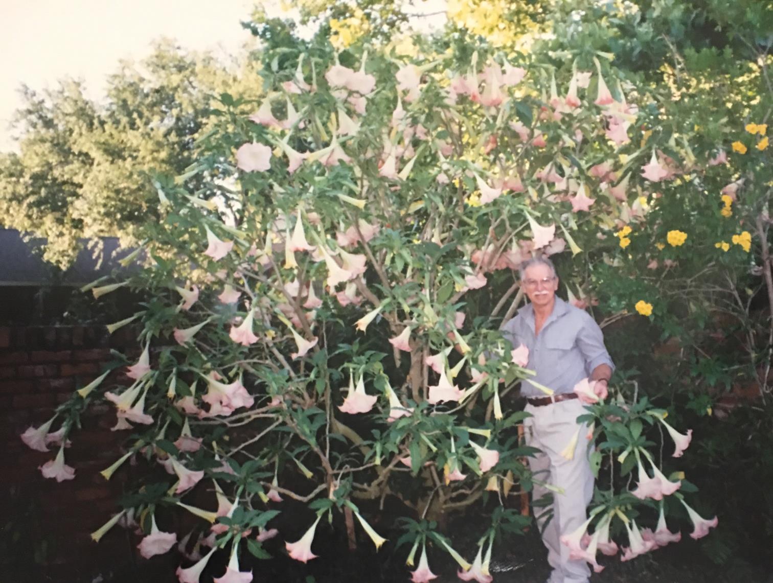 Angel trumpet, 2000