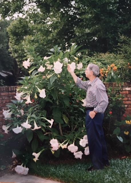 Angel Trumpet, spring 1998. Third different place we tried it in the yard, and it was the charm.