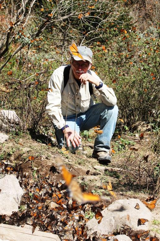 Monarch butterfly sanctuary, 2011.