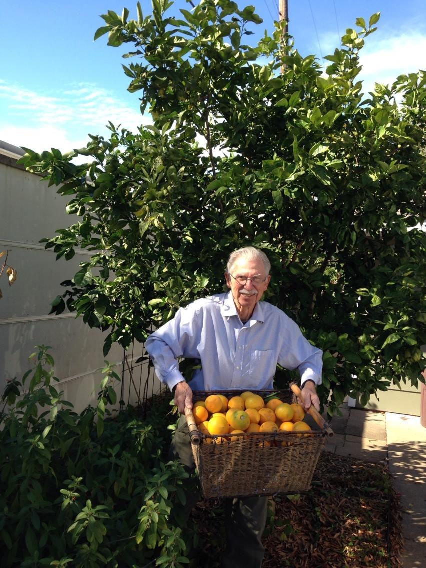Harvesting Valencia oranges on Sun Valley Drive 2014