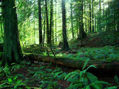 forest1