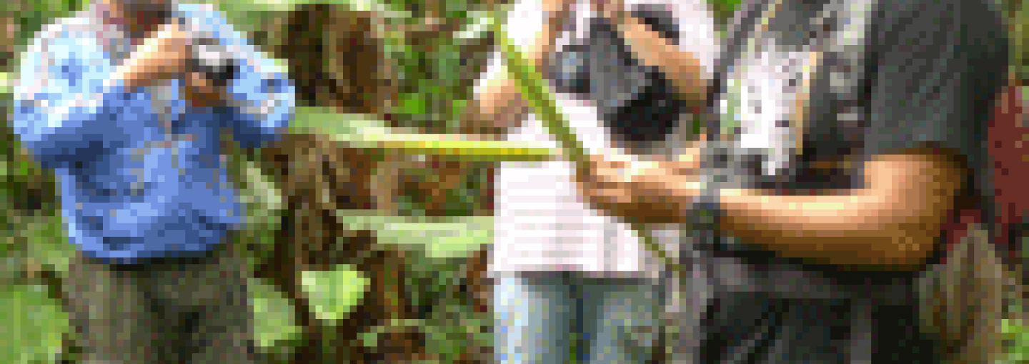 On the Green Beat in the Developing World — Internews Image - On the Green Beat in the Developing World — Internews