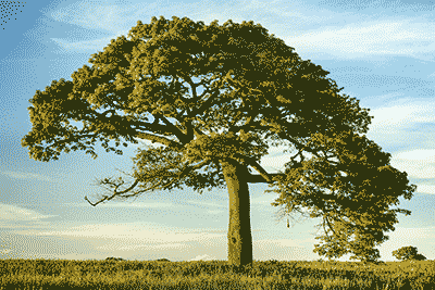 Arbol 4 bits - 16 colores