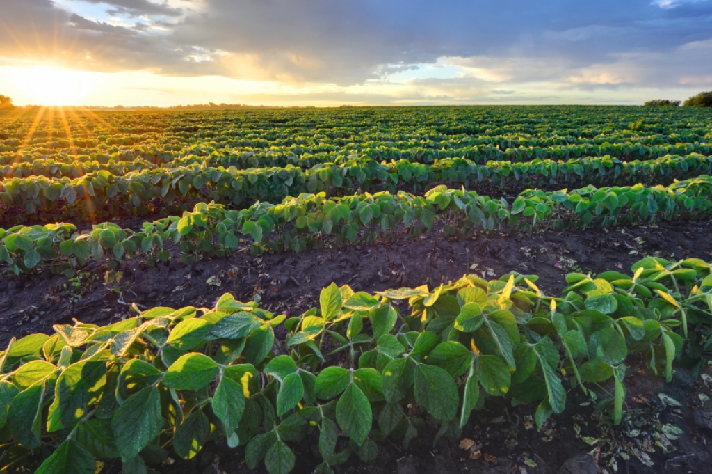 2017 Farmland Market Review