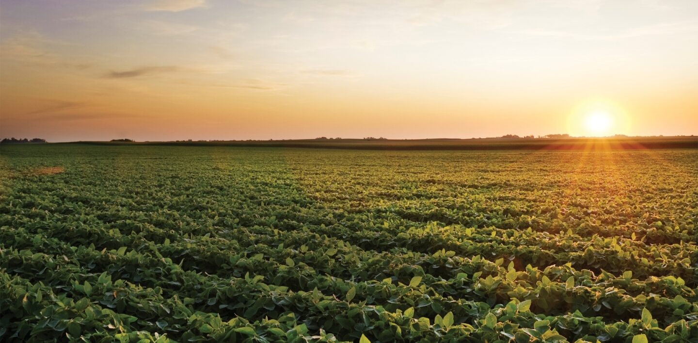 Soybean Sunrise