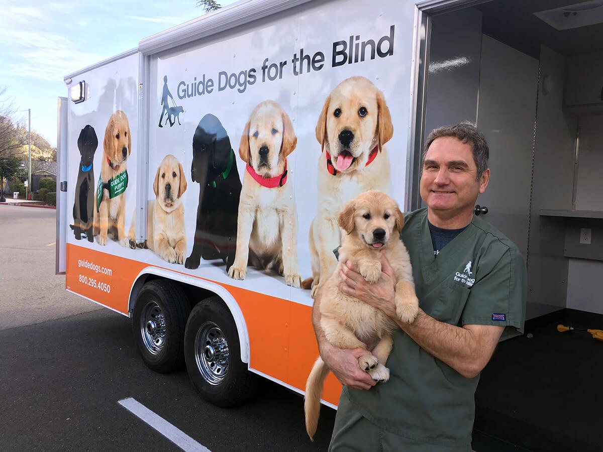 purebred belgian malinois puppy