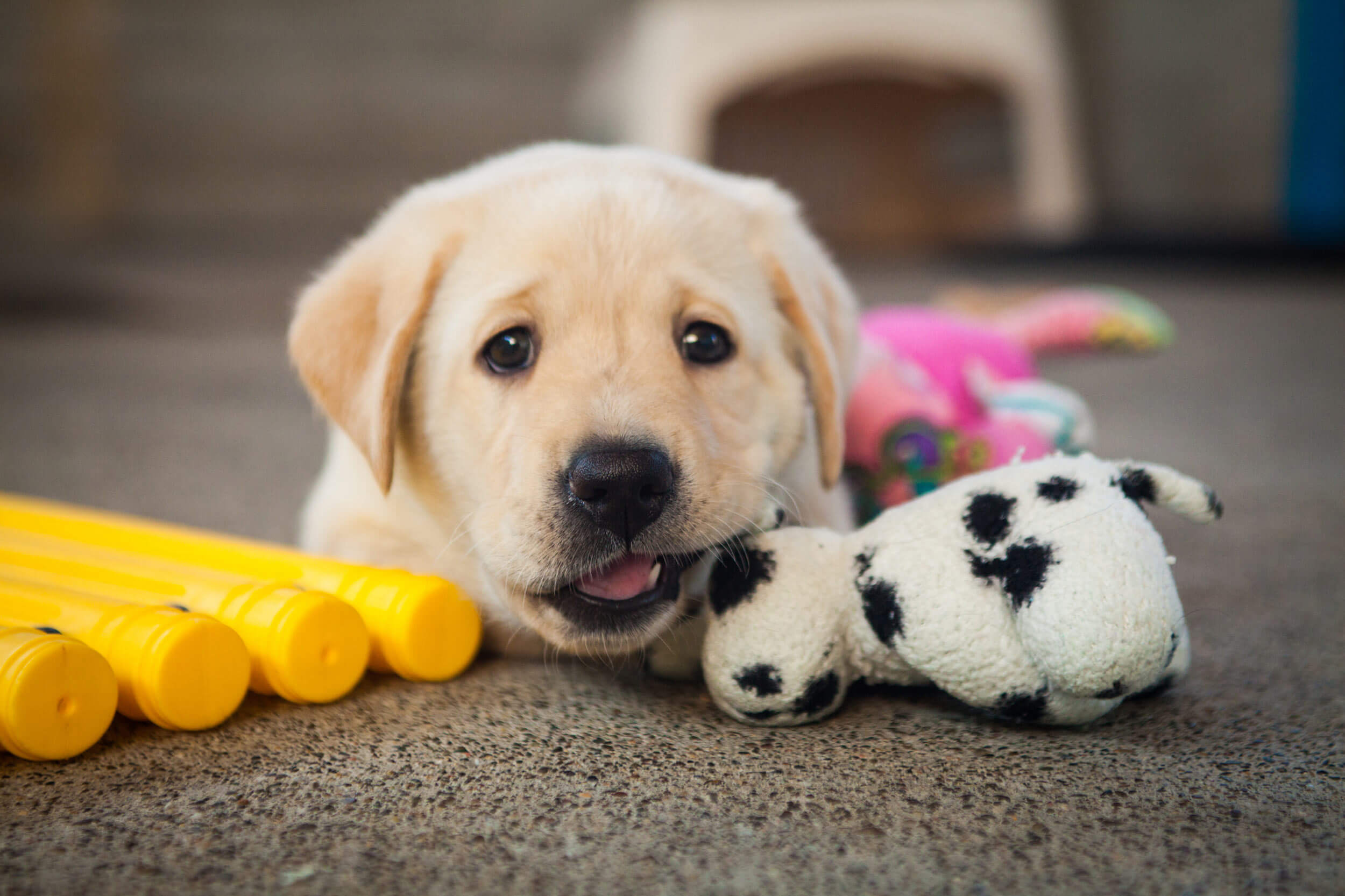 a close up image of a young yellow lab puppy looking at the camera and