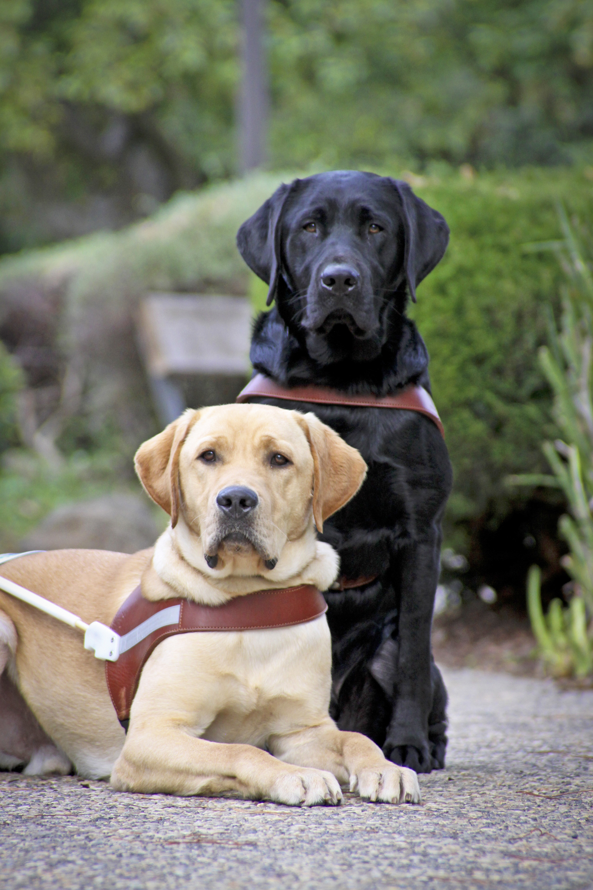 A yellow Lab guide dog (lying down) and black Lab guide dog (sitting behind) post for the camera.
