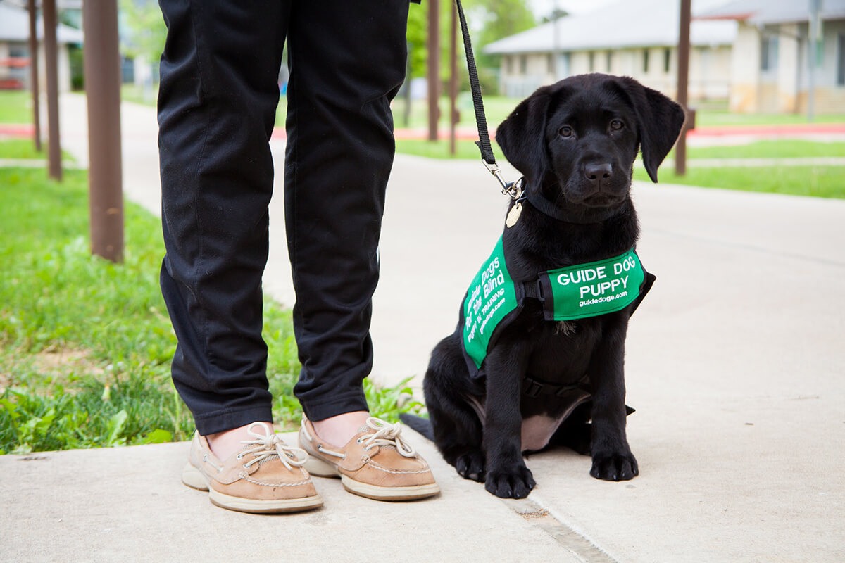 A black Lab puppy wearing a green puppy-in-training coat, next to the legs of a puppy raiser. A black Lab puppy wearing a green puppy-in-training coat, next to the legs of a puppy raiser.