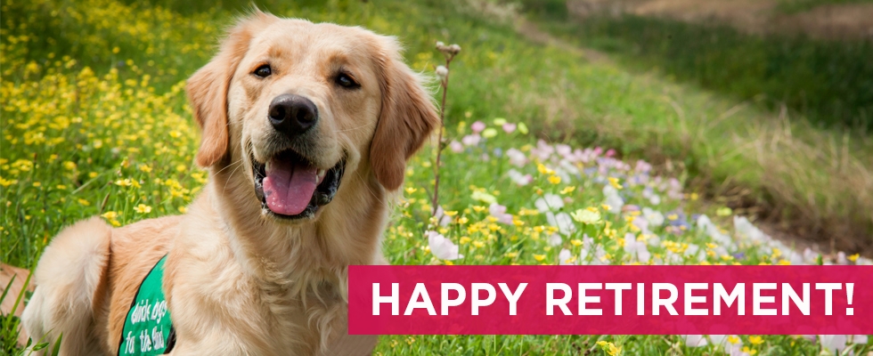 A Golden Retriever guide dog puppy in training smiles at the camera while laying in a field of wildflowers. A pink box in pictured in the lower right-hand corner and reads "HAPPY RETIREMENT" in white text.