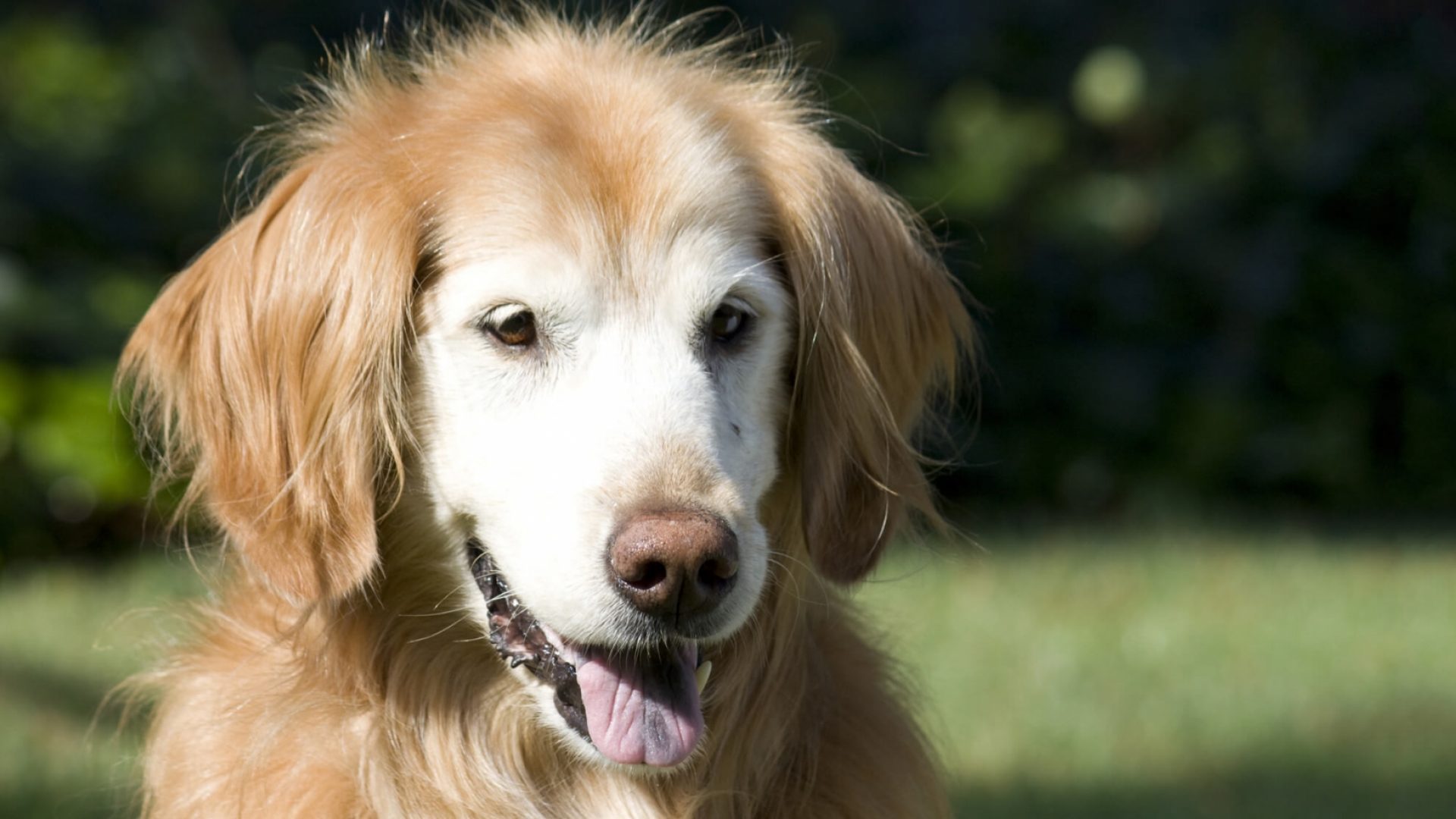 Foster Care Providers Guide Dogs for the Blind