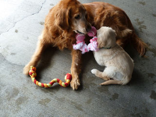 Golden Retriever Gaya playing with a young yellow Lab puppy.