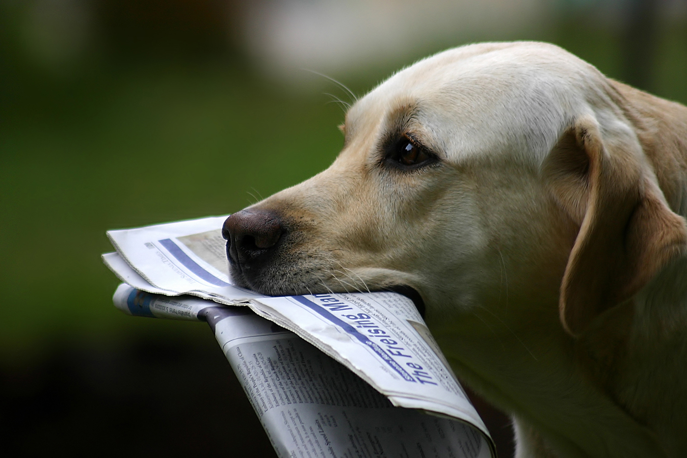 A yellow Lab holding a newspaper in his mouth.