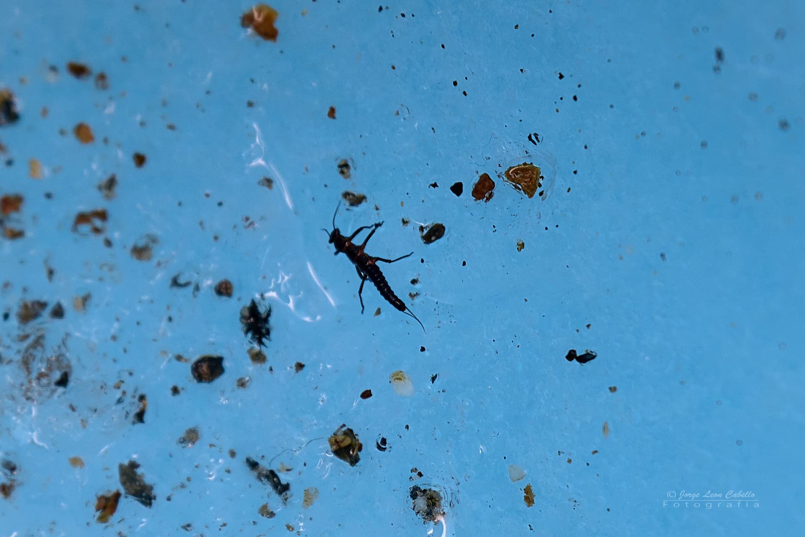 El Dragón de la Patagonia: el pequeño gigante de los glaciares chilenos.