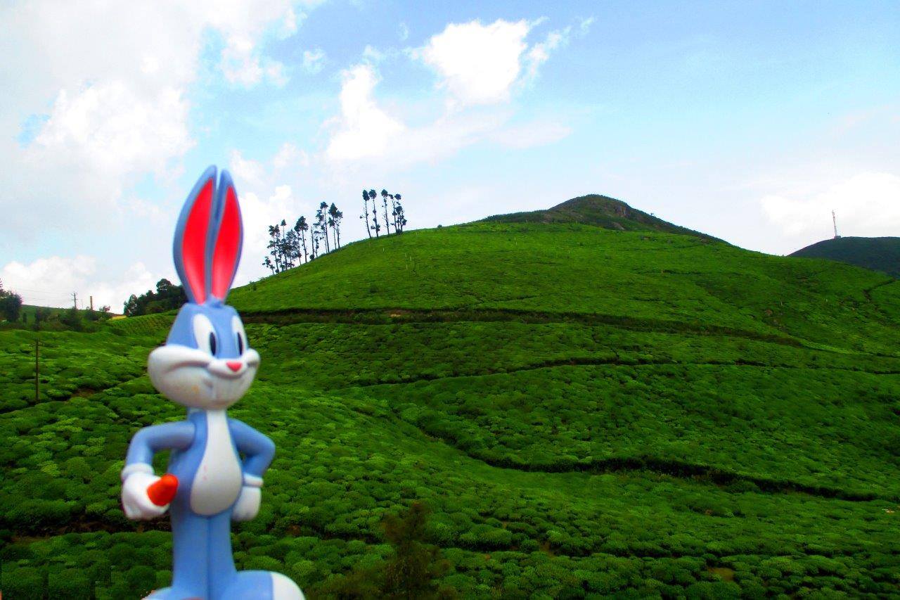 He sees lush green hills covered with tea on his way Bugs bunny loves the lush green hills covered with tea