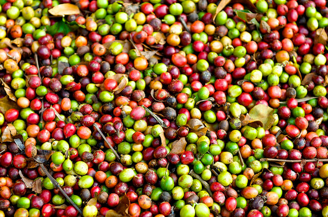 Coorg coffee