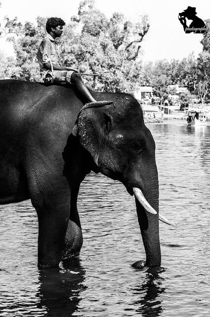 Dubare Elephant Camp Source: Rishab Mathur/Flickr