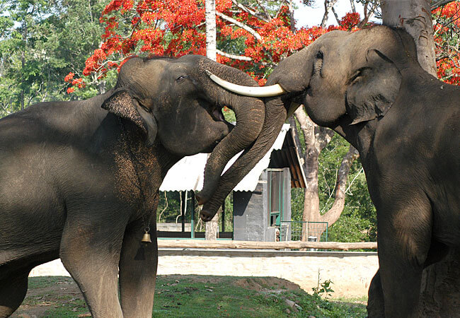 ELephants_are_fun ELephants_are_fun