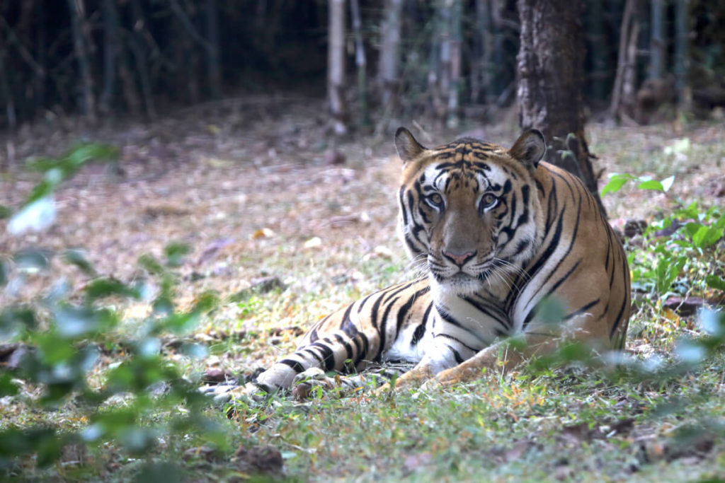 Van Vihar National Park