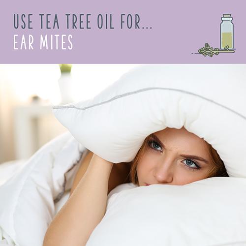 Tea Tree Oil Over 70 MindBoggling Tea Tree Oil Uses