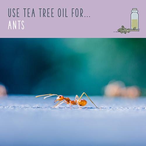 Tea Tree Oil Over 70 MindBoggling Tea Tree Oil Uses