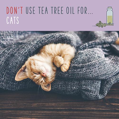 Tea Tree Oil Over 70 MindBoggling Tea Tree Oil Uses