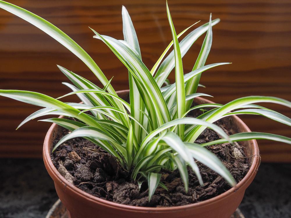 Can A Spider Plant Take Full Sun At Frank Suhr Blog Can A Spider Plant Take Full Sun At Frank Suhr Blog